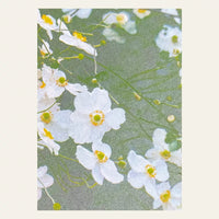 Risography postcard | White Anemones